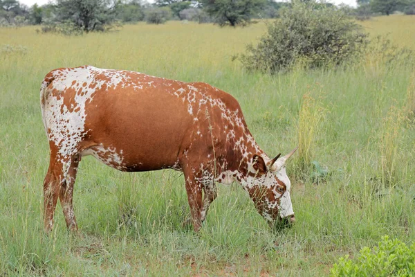 Nguni牛 南アフリカの先住民の牛 農村部の農場で — ストック写真