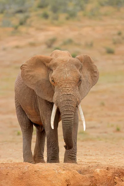 Large African Bull Elephant Loxodonta Africana Natural Habitat Addo Elephant — Foto Stock