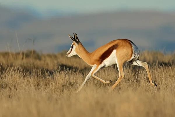 A springbok antelope (Antidorcas marsupialis) running, Mountain Zebra National Park, South Africa