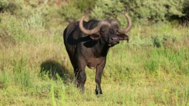 Doğal yaşam alanı, Mokala National park, Güney Afrika bir Afrika Buffalo'da (Syncerus caffer)