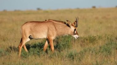 Nadir bulunan bir antilop (Hippotragus equinus) otlakta, Mokala Ulusal Parkı, Güney Afrika 'da yürüyor