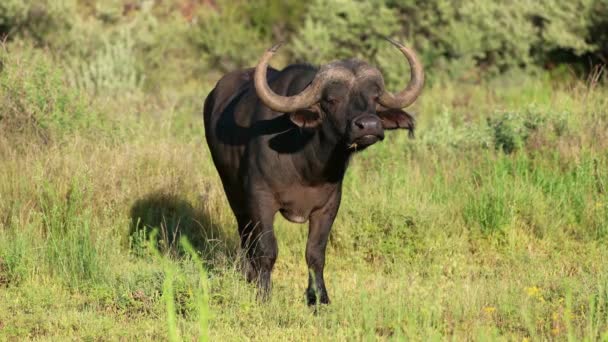 African Buffalo Syncerus Caffer Natural Habitat Mokala National Park South — Stock Video