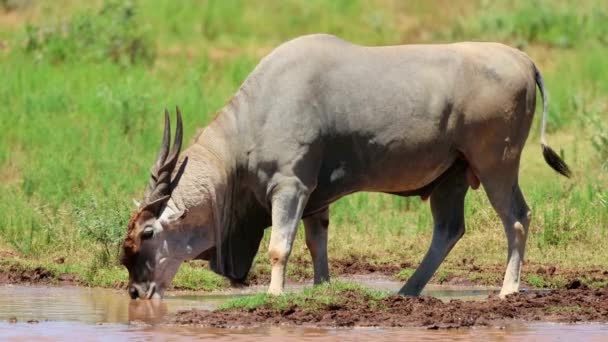 Een Mannelijke Eland Antilope Tragelaphus Oryx Drinken Bij Een Waterput — Stockvideo