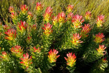 Harold Porter Ulusal Botanik Bahçesi, Güney Afrika 'da renkli protea bitkileri