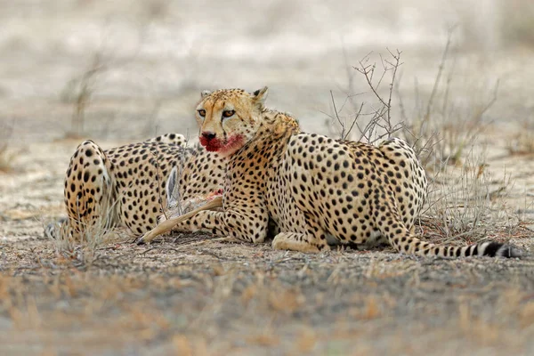 Cheetah Acinonyx Jubatus Habitat Natural Com Presas Deserto Kalahari África — Fotografia de Stock
