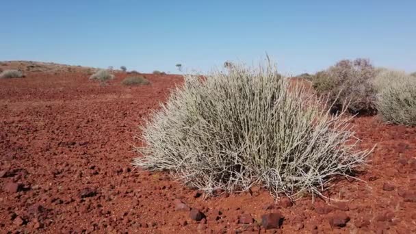 Damara Milk Bush Euphorbia Damarana Ett Torrt Landskap Damaraland Namibia — Stockvideo