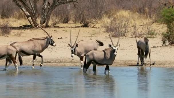 Manada Antílopes Alerta Gemsbok Oryx Gazella Buraco Água África Sul — Vídeo de Stock