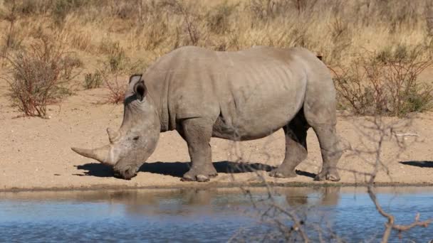 Utrotningshotad Vit Noshörning Ceratotherium Simum Vid Ett Vattenhål Sydafrika — Stockvideo