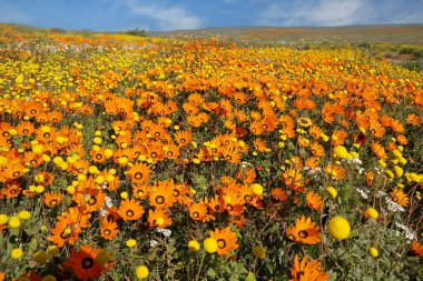 Colorful blooming Namaqualand daisies (Dimorphotheca sinuata) Northern Cape, South Africa clipart