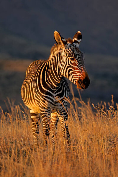A Cape mountain zebra (Equus zebra) in grassland at sunrise, Mountain Zebra National Park, South Africa