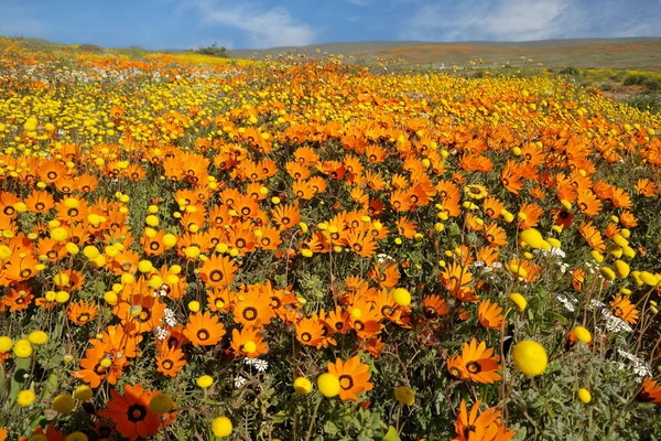 Stock image Colorful blooming Namaqualand daisies (Dimorphotheca sinuata) Northern Cape, South Africa