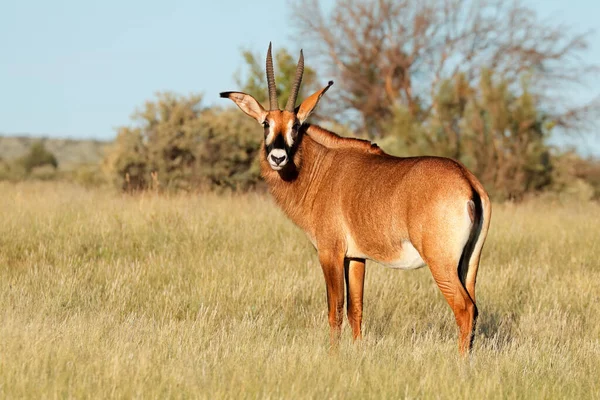 Rare Roan Antelope Hippotragus Equinus Natural Habitat South Africa — Stock Photo, Image