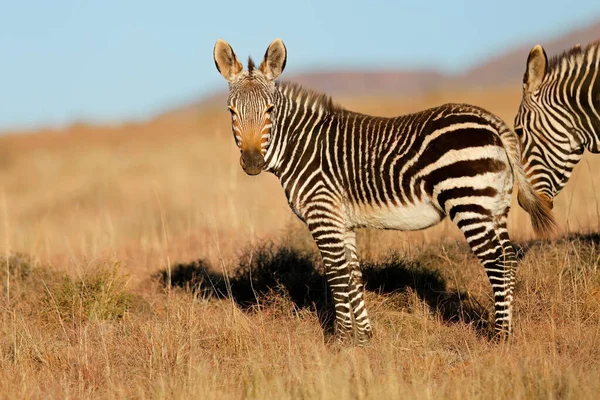 Young Cape Mountain Zebra Equus Zebra Natural Habitat Mountain Zebra — Stock fotografie