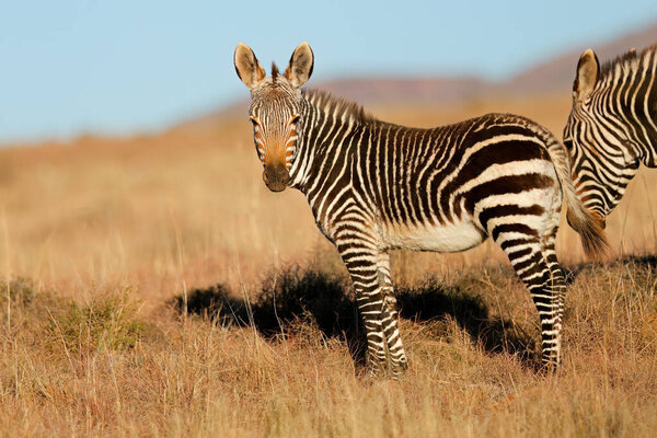 Young Cape mountain zebra (Equus zebra) in natural habitat, Mountain Zebra National Park, South Africa
