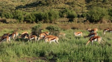 Antidorcas marsupialis (Antidorcas marsupialis) sürüsü doğal yaşam alanı, Mokala Ulusal Parkı, Güney Afrika