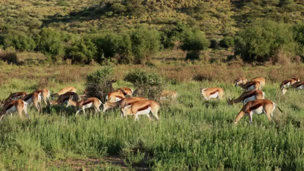 Manada Antílopes Springbok Antidorcas Marsupialis Alimentados Habitat Natural Parque Nacional — Vídeo de Stock
