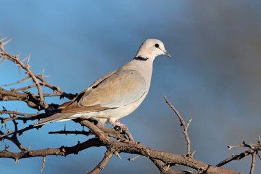 Bir Cape kaplumbağa güvercini (Streptopelia capicola) Güney Afrika 'da bir dala tünemiştir.