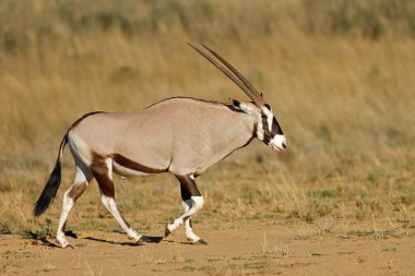 Bir mücevher antilobu (Oryx gazella) doğal habitat, Kalahari çölü, Güney Afrika 'da yürüyor