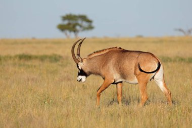 Açık çayır, Mokala Ulusal Parkı, Güney Afrika 'da nadir bulunan bir roan antilobu (Hippotragus equinus)