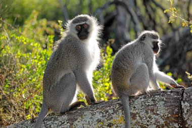 Güney Afrika 'da bir ağaçta oturan bir çift vervet maymunu (Cercopithecus aethiops)