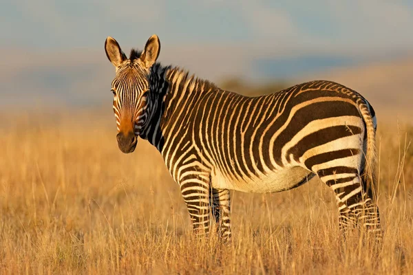 Cebra Montaña Del Cabo Equus Zebra Hábitat Natural Parque Nacional —  Fotos de Stock