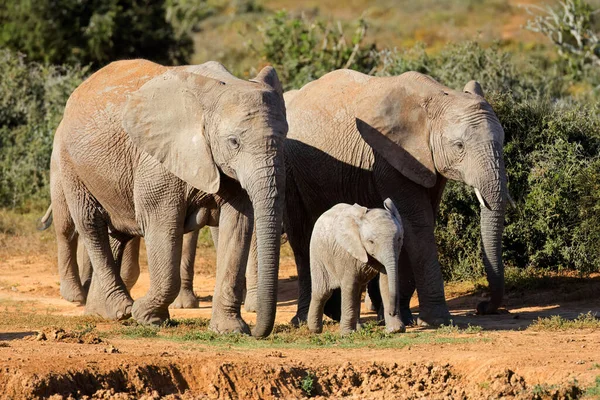 Afrikanische Elefantenkühe Loxodonta Africana Und Kleine Kälber Laufen Addo Elephant — Stockfoto