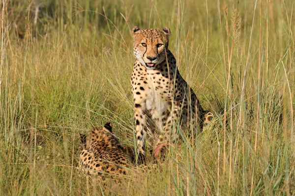 Alert Cheetahs Acinonyx Jubatus Natural Habitat South Africa — Stock Photo, Image