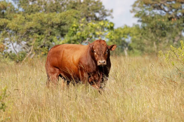 南アフリカの田舎の農場の原生の草地の自由範囲の雄牛 — ストック写真