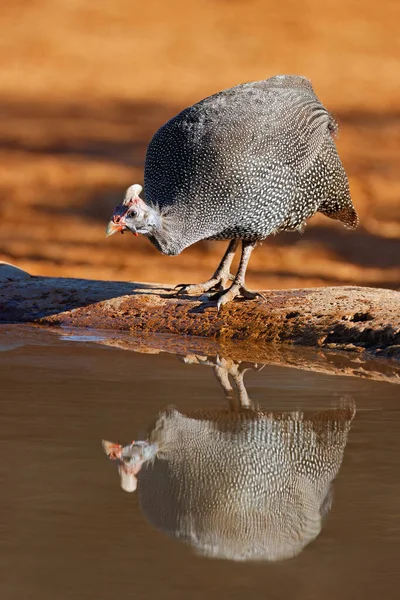 A helmeted guineafowl (Numida meleagris) drinking water, South Africa