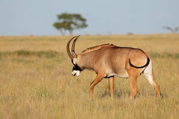 Sällsynt Romersk Antilop Hippotragus Equinus Öppen Gräsmark Mokala Nationalpark Sydafrika — Stockfoto