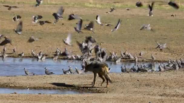 Чернохвостые Шакалы Canis Mesomelas Охотятся Голубей Пустыню Калахари Южную Африку — стоковое видео