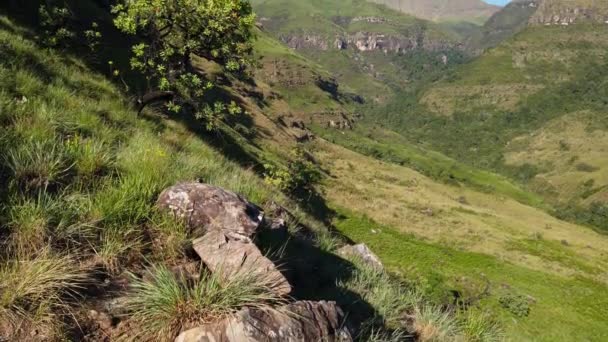 Kallistuva Näkymä Drakensbergin Vuorille Rehevällä Kasvillisuudella Kesällä Etelä Afrikka — kuvapankkivideo