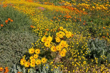 Renkli bahar çiçekleri, Namaqualand, Kuzey Burnu, Güney Afrika