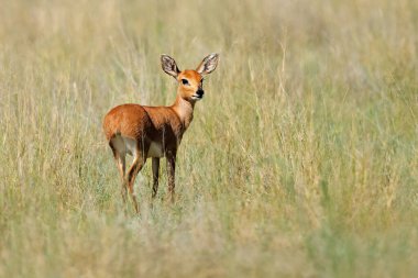 Doğal yaşam alanında dişi steenbok antilobu (Raphicerus campestris), Mokala Ulusal Parkı, Güney Afrika