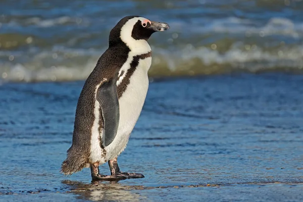 African Penguin Spheniscus Demersus Standing Beach South Africa — Stock Photo, Image
