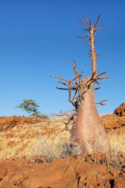 Ein Flaschenbaum Pachypodium Lealii Trockener Umgebung Damaraland Namibia — Stockfoto