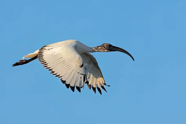 남아프리카 공화국의 날개를 날아가고 아프리카 스러운 — 스톡 사진