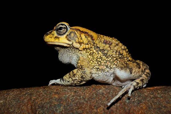 Närbild Olivpadda Amietophrynus Garmani Sydafrika — Stockfoto