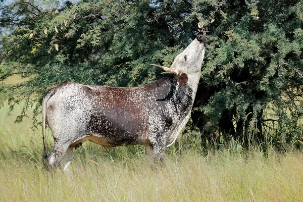 Una Vaca Nguni Raza Indígena Ganado Sudáfrica Navegando Árbol — Foto de Stock
