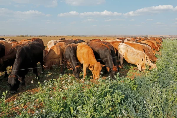 Cattle strip grazing cover crops with movable electrical fencing on a rural farm, South Africa