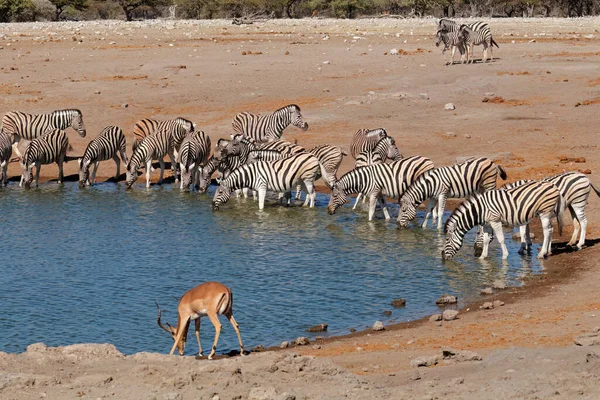 Zebras Planícies Antílope Impala Buraco Água Parque Nacional Etosha Namíbia — Fotografia de Stock