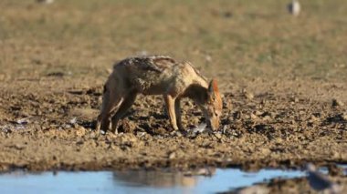 Güvercin kalahari Çölü, Güney Afrika yakaladı, yeme kara sırtlı çakal (canis mesomelas)