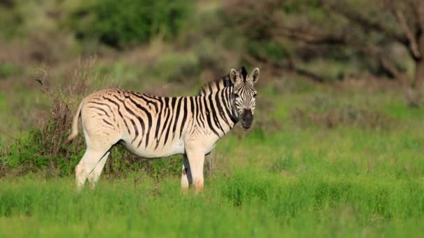Una Zebra Pianura Equus Burchelli Habitat Naturale Parco Nazionale Mokala — Video Stock