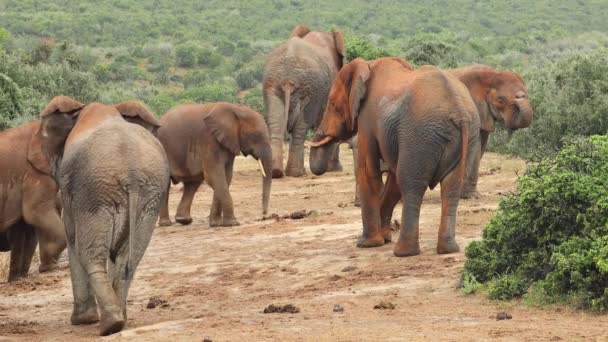Elefantes Africanos Loxodonta Africana Cubiertos Barro Rojo Parque Nacional Del — Vídeos de Stock