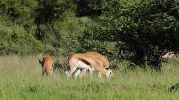 Antilopes Springbok Antidorcas Marsupialis Nourrissant Dans Habitat Naturel Parc National — Video