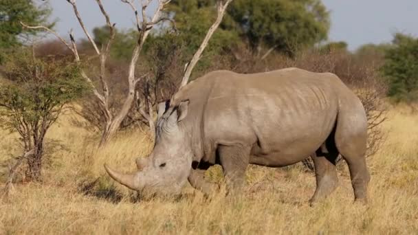 Rhinocéros Blanc Ceratotherium Simum Voie Disparition Marchant Dans Habitat Naturel — Video