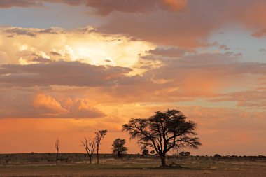 Siluetli Afrika dikenli ağaçları ve bulutlarıyla gün batımı, Kalahari Çölü, Güney Afrika