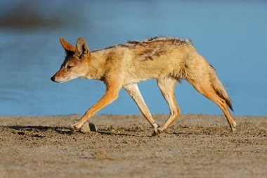 Çalışan, Kalahari Çölü, Güney Afrika bir kara sırtlı çakal (Canis mesomelas)