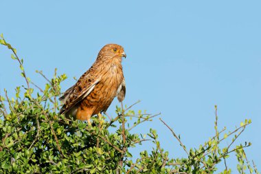 Daha büyük bir kerkenez (Falco rupicoloides) Güney Afrika 'da mavi bir gökyüzüne karşı bir ağaca tünemişti.