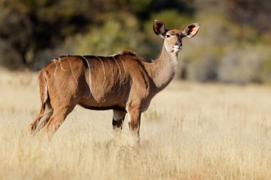 Doğal habitat, Güney Afrika 'da dişi antilop (Tragelaphus strepsiceros)